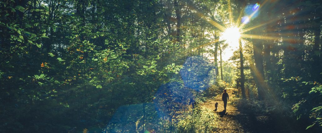 Boy walking with his dog in the woods into the sunset on a clear autumn day, natural lens flare, high ISO, toned image.